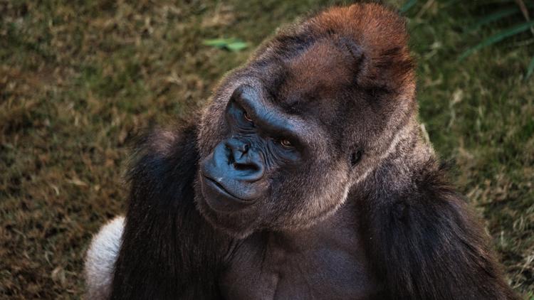 San Antonio Zoo receives national recognition for animal wellbeing — San Antonio Community news