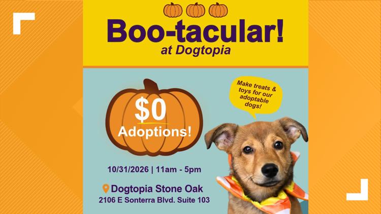 All treats, no adoption fees: San Antonio hopes to find 31 dogs homes on Halloween — San Antonio Community news