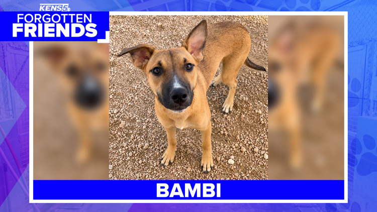 Once too scared to come close, Bambi now melts into cuddles | Forgotten Friends — KENS 5 (San Antonio)