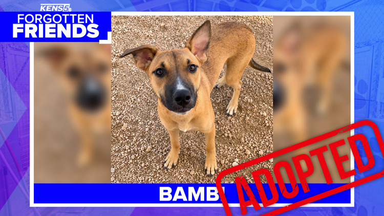 Once too scared to come close, Bambi now has a home of her own | Forgotten Friends — KENS 5 (San Antonio), San Antonio Community news