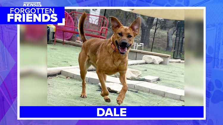 Dale has the toys, the training and the love. After 450+ days, she needs a family | Forgotten Friends — KENS 5 (San Antonio)