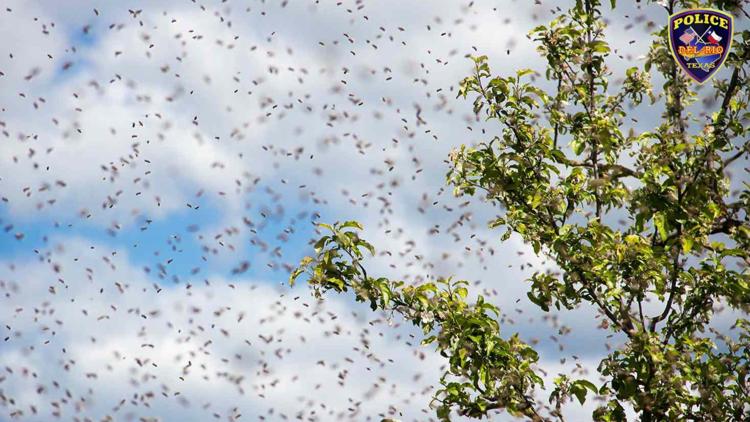 Three Del Rio officers stung while rescuing man attacked by bees during yard work — KENS 5 (San Antonio), San Antonio Health news