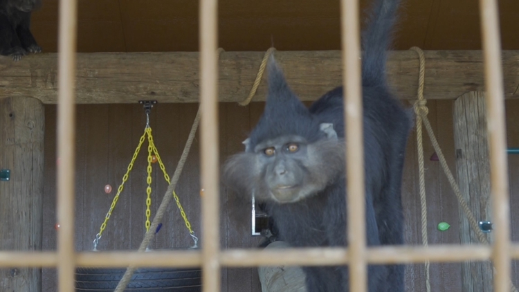 Exclusive look at Big Spring's newest community zoo — NewsWest 9 (Permian Basin), San Antonio Community news