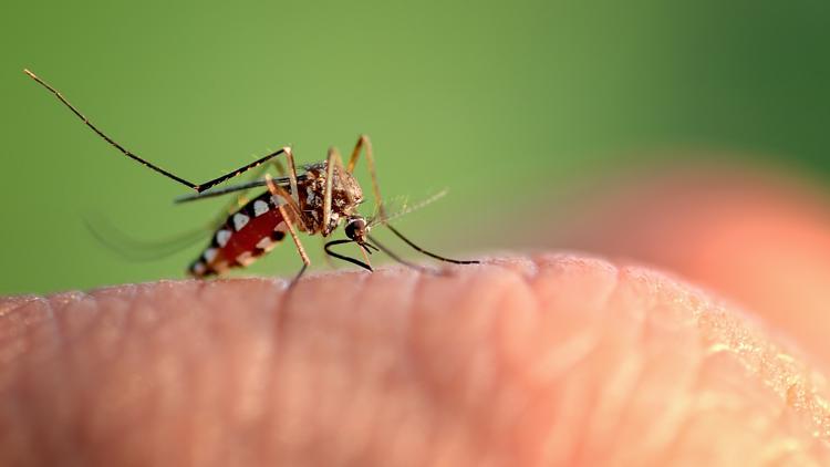 Dengue fever cases surpass 400 across Tampa Bay: See county-by-county numbers — WTSP 10 Tampa Bay, San Antonio Community news